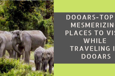 10 Must-Visit Places in Dooars: Exploring the Wilderness