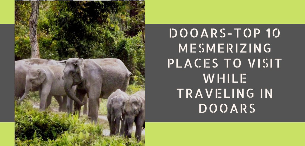 10 Must-Visit Places in Dooars: Exploring the Wilderness