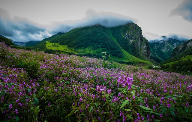 Yumthang Valley - with the best travel agency in siliguri