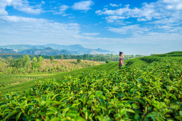 best travel agents in siliguri