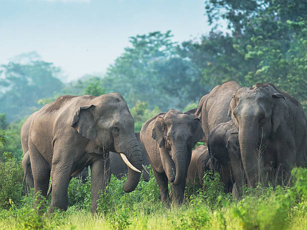 budget friendly tour planner in siliguri