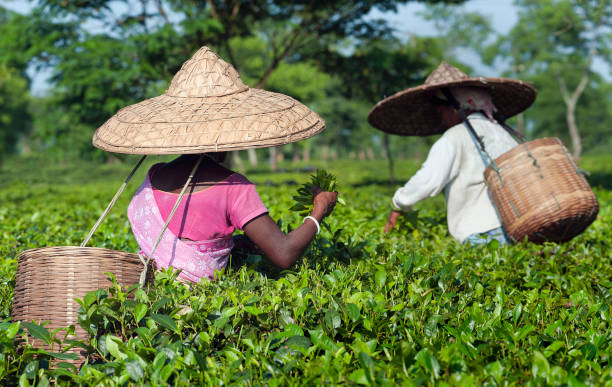 assam tour packages