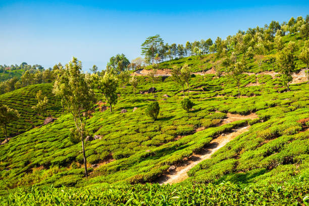 best tour packages from siliguri