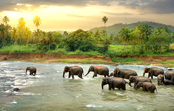 sri lanka tour packages from siliguri