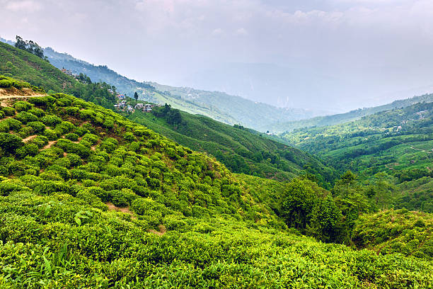 affordable darjeeling gangtok tour packages
