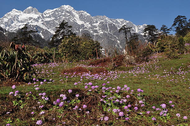 north sikkim tour packages
