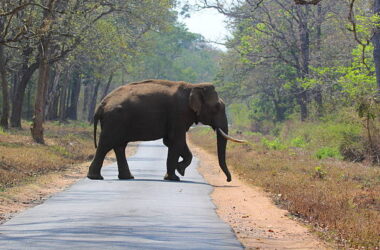 dooars tour package 2025