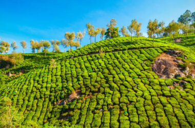 Darjeeling Tour Packages