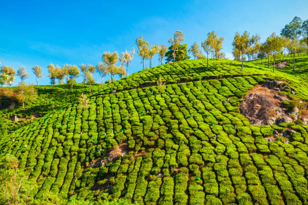 Darjeeling Tour Packages