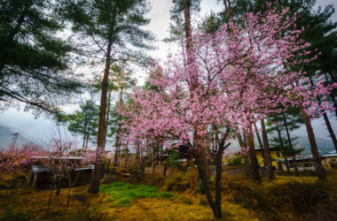 Shillong Cherry Blossom Festival 2025