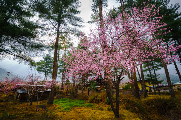 Shillong Cherry Blossom Festival 2025