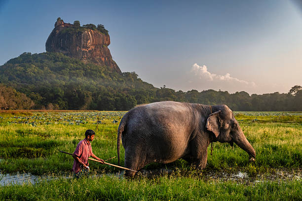 Sri Lanka Tour Packages from India 2025