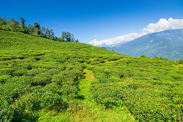 Ravangla Tour Packages