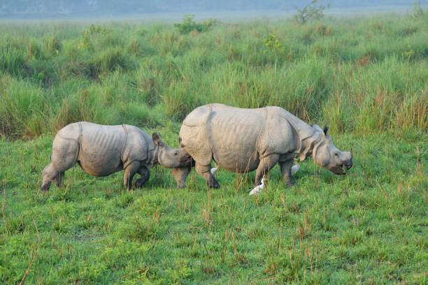 Assam Tour Packages for 2025