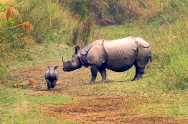 North Bengal Tour Packages