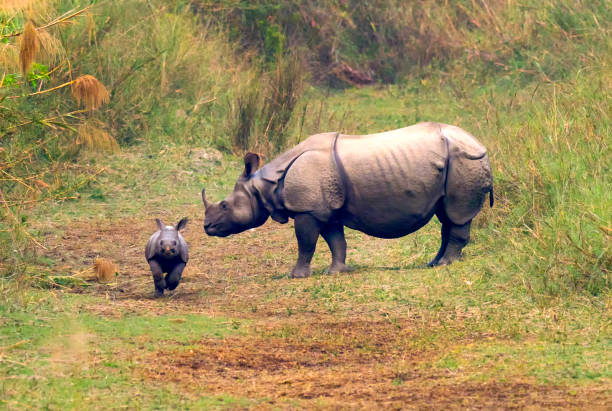 North Bengal Tour Packages