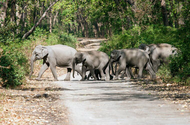 Dooars Tour Packages From Siliguri