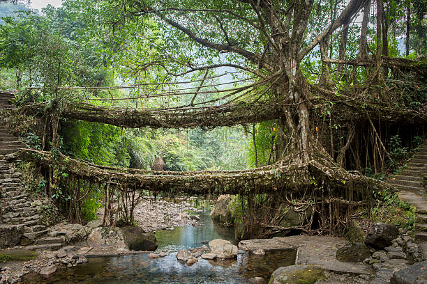 Nongriat vs Mawlynnong Root Bridge: Which One Should You Visit?