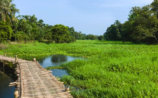 Majuli Island: A Complete Guide to the World's Largest River Island in Assam