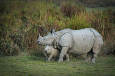 Kaziranga Safari Guide 2026: Zones, Timings, Jeep vs Elephant Safari