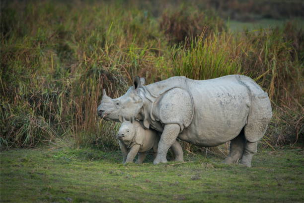 Kaziranga Safari Guide 2026: Zones, Timings, Jeep vs Elephant Safari